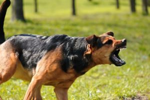 comment approcher un chien craintif