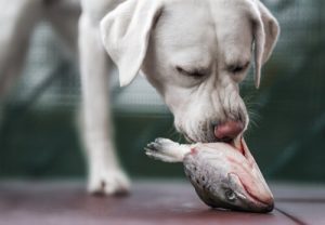 meilleure viande pour votre chien