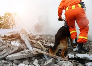 le sauvetage de personnes disparues fait partie des métiers que les chiens peuvent exercer