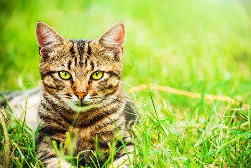 5 raisons de choisir un chat métis