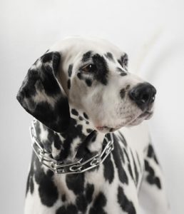 colliers de punition pour chiens