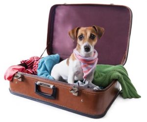 partir en vacances avec votre chien
