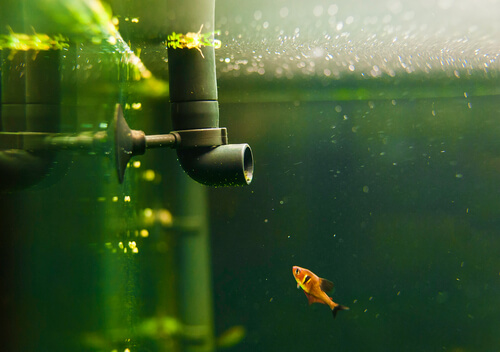 4 types de filtres idéaux pour les aquariums