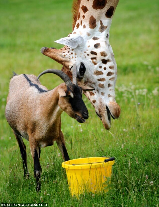 Les amitiés entre une chèvre et une girafe