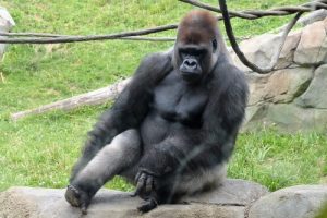Gorille occidental : le plus grand primate au monde