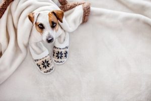 L'hypothermie chez les chiens