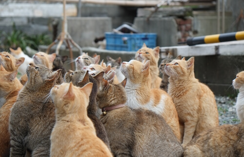 Les îles aux chats au Japon