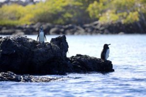 pingouins des îles Galapagos