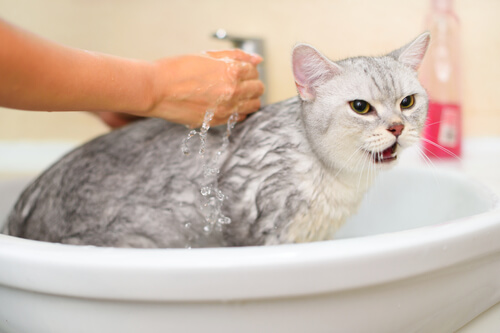 Quand faut-il laver un chat ?