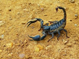 que faire en cas de piqûre de scorpion ?