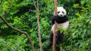le panda fait partie des animaux de Chine