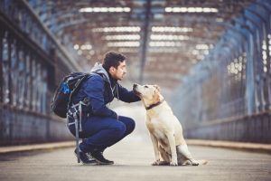 5 routes spectaculaires pour profiter des Etats-Unis avec votre chien