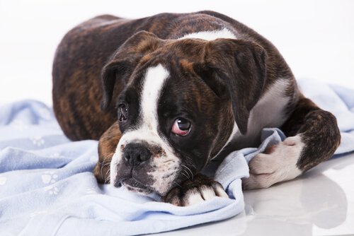 Existe-il des tumeurs contagieuses chez les chiens ?