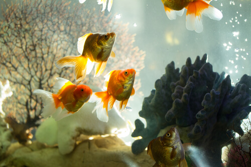 Les différents types de filtres pour les aquariums