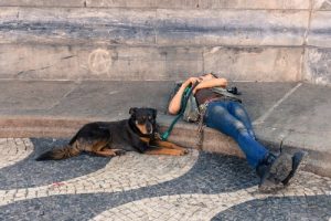 5 magnifiques itinéraires pour voyager en Europe avec votre chien