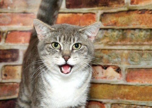 les attitudes étranges des chats : observer en ouvrant la bouche