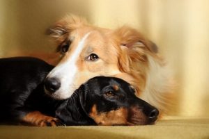 Les avantages que présente le fait d'avoir deux chiens à la maison
