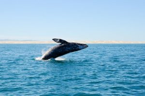Baleines disparues découvertes sur les côtes espagnoles