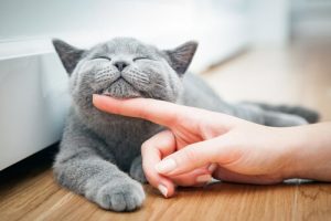 Ami des chats : que dit la science ?