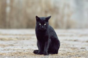 chat noir assis