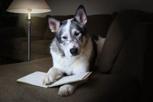 curiosités scientifiques sur les chiens