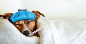 grippe chez les chiens