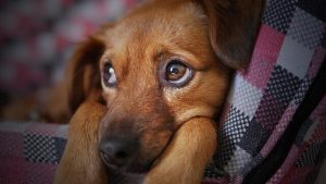 Claritin chez les chiens : tout ce que vous devez savoir