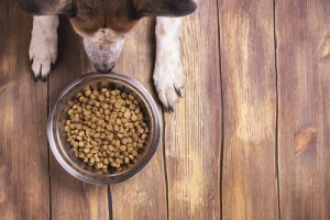 votre chien ne mange pas ses croquettes