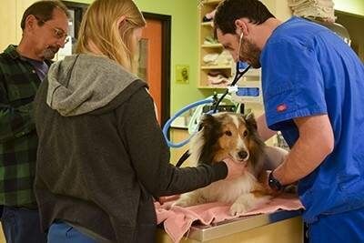 Un chien est sauvé à la dernière minute de l’euthanasie. Voici pourquoi !