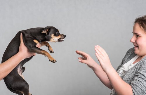 le comportement d'un chien qui vous attaque