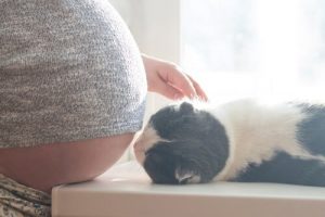 Mythes sur la grossesse et les chats