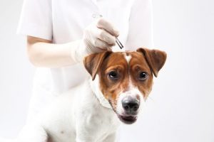 Eliminer les tiques chez les chiens avec des remèdes naturels