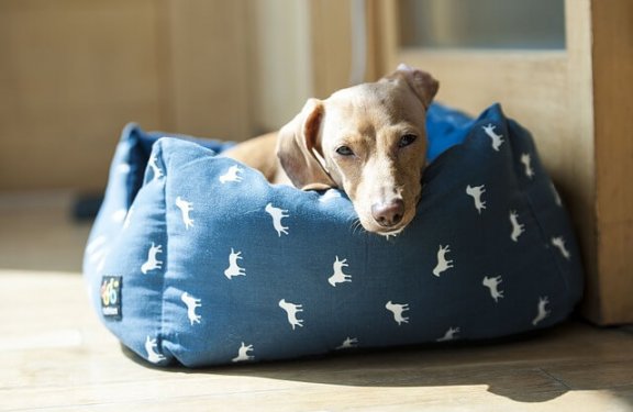 6 endroits parfaits pour le lit de votre chien