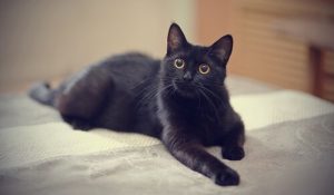 Le mythe du chat noir
