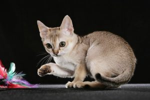 5 races de chats de petite taille