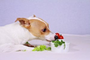 Recettes de salades pour chiens