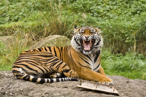 5 sous-espèces de tigres