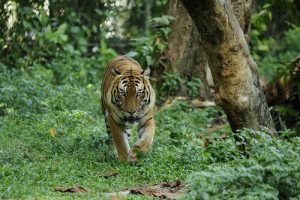 le tigre de Malaisie : une des sous-espèces de tigres