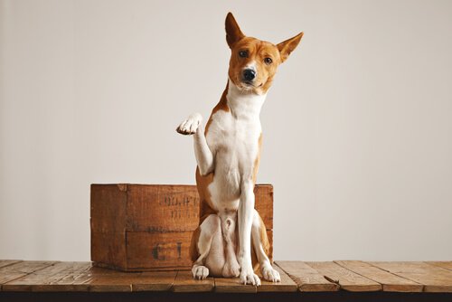 Un chien peut-il faire ses besoins dans un bac à litière ?