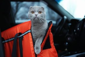 habituer votre chat à la voiture