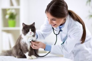 visite chez le vétérinaire d'un chat qui a perdu sa voix