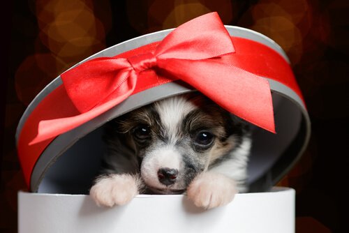 4 conseils pour offrir un animal domestique en cadeau