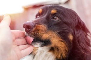 Symptômes et comportements liés aux chaleurs chez le chien