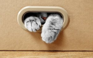 Pourquoi votre chat aime-t-il les boites en carton ?