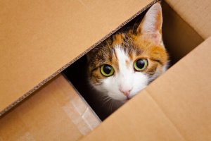 chat caché dans une boite en carton