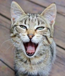 les chats peuvent temporairement perdre leur voix