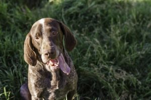 races de chiens espagnoles : les chiens d'arrêt