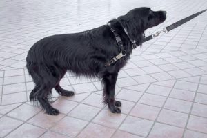 le chien communique avec sa queue