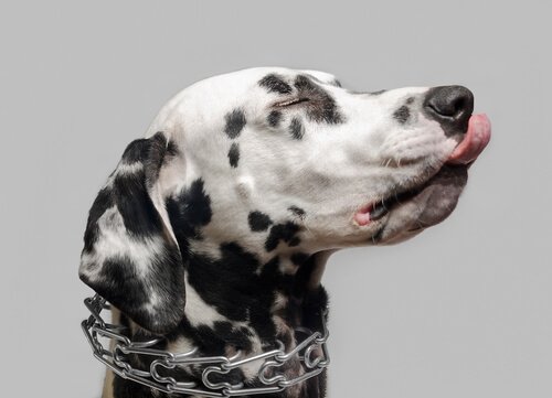 Problèmes de comportement chez les chiens qui portent un collier de dressage