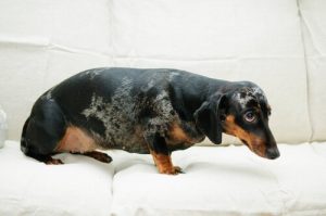 La méthode Tellington Ttouch : des bandages pour chiens craignant les pyrotechnies